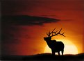 Picture Title - Elk Sunrise