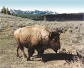 Picture Title - buffalo Scene