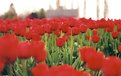 Picture Title - Mar de tulipanes