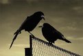 Picture Title - Crows