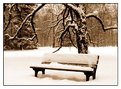 Picture Title - winter loneliness