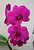 vivid orchids