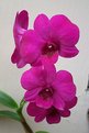 Picture Title - vivid orchids