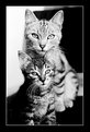 Picture Title - Cats