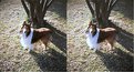 Picture Title - STEREO: Our Shetland Sheepdog