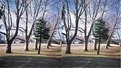 Picture Title - STEREO: Trees
