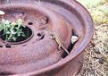 Picture Title - Lizard on a wheel