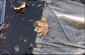 Picture Title - Trash and Leaf