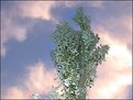 Picture Title - Tree and Sky