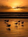 Picture Title - Gulls in Paradise