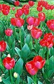 Picture Title - .: Tulipanes :.