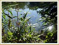 Picture Title - At the lake