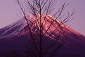 Picture Title - Purple Fuji