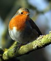 Picture Title - Robin