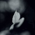 Picture Title - Rose leaf