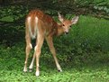 Picture Title - Bambi "Suprise"