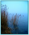 Picture Title - Reed (without reflection)