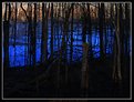 Picture Title - Flooded Copse