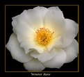 Picture Title - winter rose