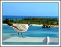 Picture Title - Bird in Bahamas