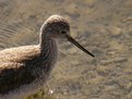 Picture Title - Sandpiper