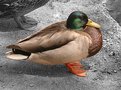 Picture Title - Duck