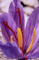 Picture Title - Crocus flower