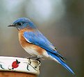 Picture Title - Bluebird