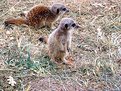 Picture Title - Baby Meerkats