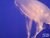 Jelly - Fish