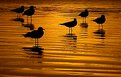 Picture Title - Pismo Sunset Birds Wading