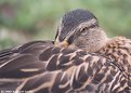Picture Title - Sleeping Duck