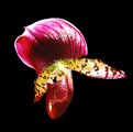 Picture Title - Lady Slipper