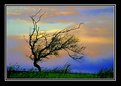 Picture Title - lone tree