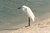 Egret By The Shore