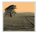 Picture Title - tree and field