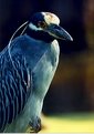 Picture Title - Crowned Night Heron