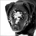 Picture Title - Snow Dog (and Self Portrait)