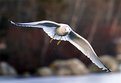 Picture Title - Gull