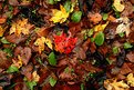 Picture Title - COLORFUL  LEAVES