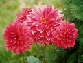 Picture Title - pink-2