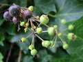 Picture Title - Hedera helix  - Maturation Cycle