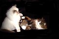 Picture Title - "fighting" cats