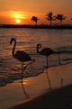 Picture Title - Flamingo's at sunset
