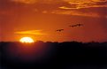 Picture Title - Cranes at Sunrise