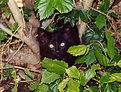 Picture Title - Cat in the Bush