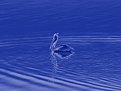 Picture Title - Blue Pelican