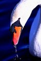 Picture Title - SWAN