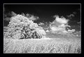 Picture Title - [ BLACK ]3 Landscapes