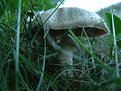 Picture Title - Bugs Eye View